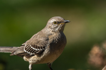 bird on fence