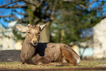 the SIKA deer headshot in the UNESCO world heritage park in NARA Japan