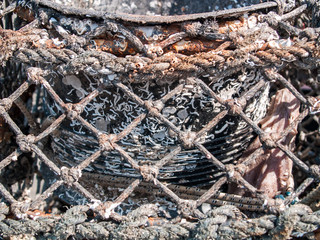 barnacle covered lobster pot