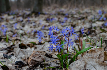 blooming blue snowdropforest