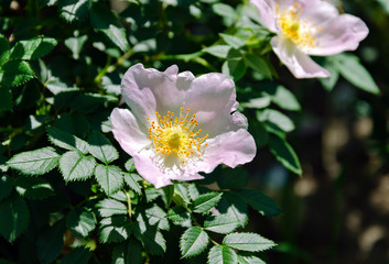 delicate pink rose flower in the garden