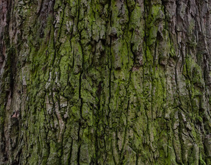 bark of an old tree covered with green moss in the forest