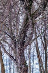 Trunk of an old Apple tree in spring
