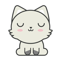 cute cat on white background, feline domestic