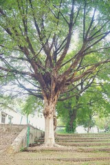 huge tree with lot of branches spreading all around