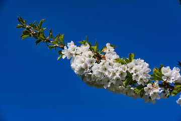 Die Kirschblüte als Zeichen für Schönheit, Aufbruch und Vergänglichkeit