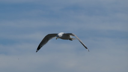 Seagull in Flight 2