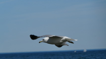 Fototapeta na wymiar Gull in Flight