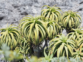 Kapstadt – Tafelberg