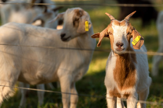 Young Brown and White Goat Behind Fence