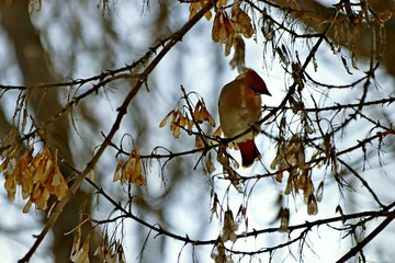 Fototapeta premium bird on branch