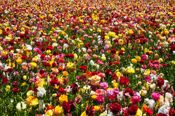 Picturesque floral carpet