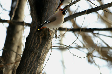 bird on branch