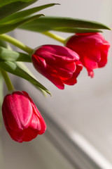 Naklejka premium Amazing spring flowers. Beautiful red tulips in vase