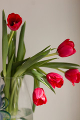 Fototapeta premium Amazing spring flowers. Beautiful red tulips in vase
