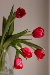 Fototapeta premium Amazing spring flowers. Beautiful red tulips in vase