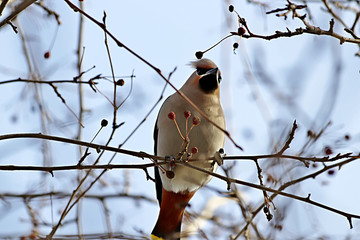 bird on branch