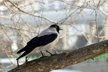 bird on a branch
