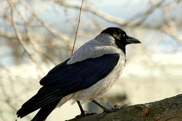 Obraz premium crow on branch