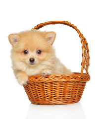 Zwerg Spitz puppy in basket