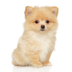 Pomeranian Spitz puppy sits on a white background