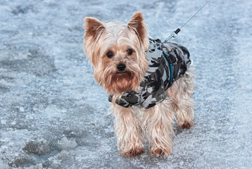 Yorkshire Terrier in winter on a walk in the evening in camouflage clothing.