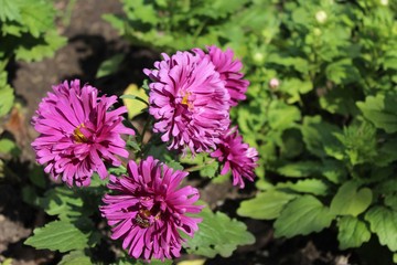 purple chrysanthemum