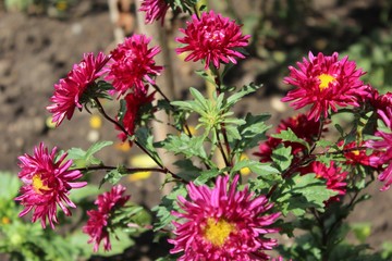 beetroot chrysanthemum