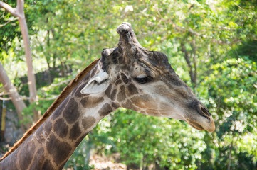 View of giraffe in jungles