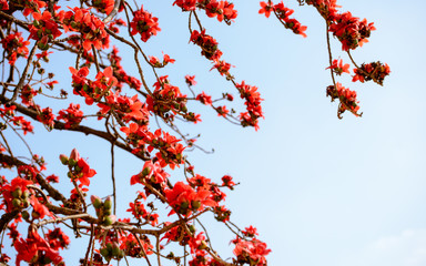 Background,frame and border  picture of Chinese style  texture pattern of red kapok. isolate on bright sky background.
