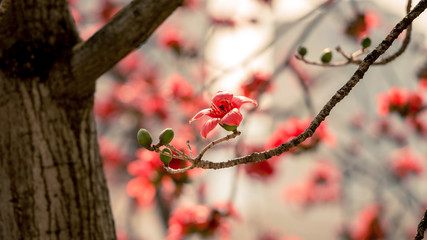 Close up of beautiful kapok in dreamy soft background.