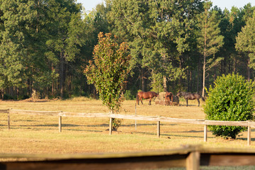 Horses Eating Hay In Field Behind Wooden Fence