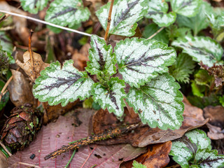 Gewöhnliche Goldnessel Pflanze im Garten
