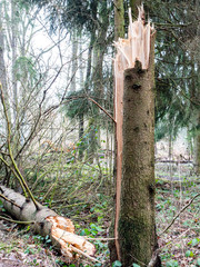 Abgebrochener Baum nach  einem Sturmschaden