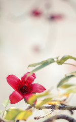 Obraz premium Background picture material of Chinese style texture pattern of red kapok.