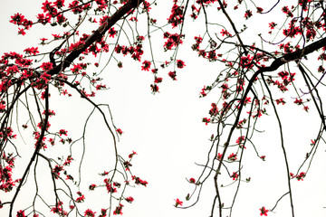 Background picture material of Chinese style  texture pattern of red kapok.