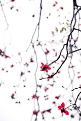 A picture of the Chinese style of red kapok.