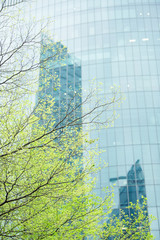 In srping,  green leaves of tree with Building exterior wall  in the city.