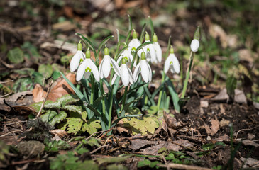 spring snowflake in the grass
