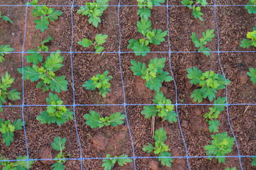 Top view row of freshly planted flowers seedlings in the flowers garden.Green plants growing in the agriculture farm.
