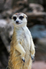 Fototapeta premium The Suricata suricatta or meerkat stand up