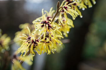 Witch-hazel, Hamamelis japonica, in the garden by the stream