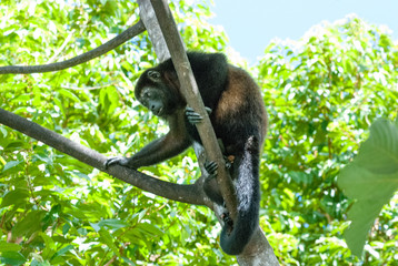 Howler Monkey, Escaleras, Puntarenas Province, Costa Rica