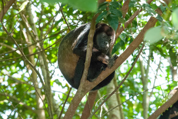 Howler Monkey, Escaleras, Puntarenas Province, Costa Rica