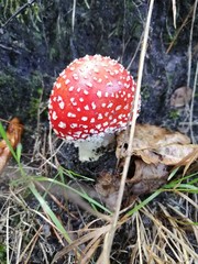 red fly agaric