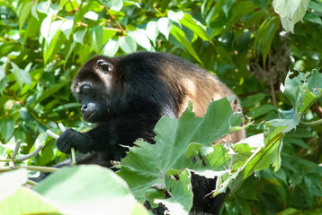 Howler Monkey, Escaleras, Puntarenas Province, Costa Rica