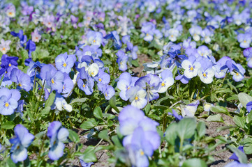 field of blue-white pansies, spring holiday background with flowers planted in the park