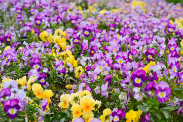 field of purple and yellow pansies, a festive decoration of the city with spring flowers planted in the park