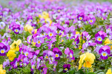 purple and yellow pansies, spring mood flowers planted in the park