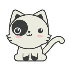 cute cat on white background, feline domestic